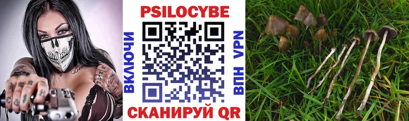 Псилоцибиновые грибы Cubensis  купить наркоту  Онега 